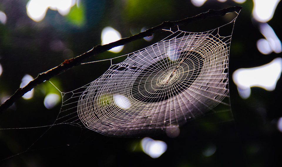 התחל עם interserver: מדריך שלב אחר שלב למתחילים