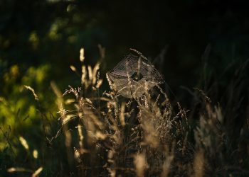 השוואת אירוח אתרים: הערכת הענקים בענף