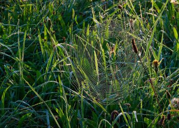 מהי ההשקעה הנכונה? השוואת עלויות בין שרת ייעודי לאירוח שיתופי