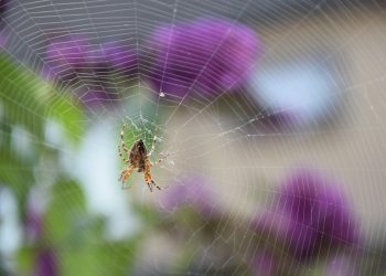 ההשפעה של אחסון האתר על דירוגי החנות שלך במנועי החיפוש