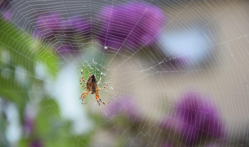 ההשפעה של אחסון האתר על דירוגי החנות שלך במנועי החיפוש