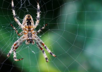 הדירוג השנתי: החברה הטובה ביותר לאחסון אתרים במחיר משתלם