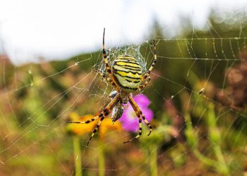 להשוות ולבחור: ספקי אירוח אתרים מומלצים לכל סוג של אתר
