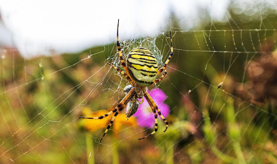 להשוות ולבחור: ספקי אירוח אתרים מומלצים לכל סוג של אתר