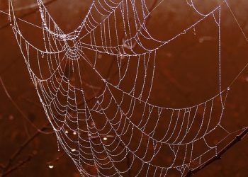 למקסם את האתר שלך עם Bluehost: טיפים וטריקים להצלחה