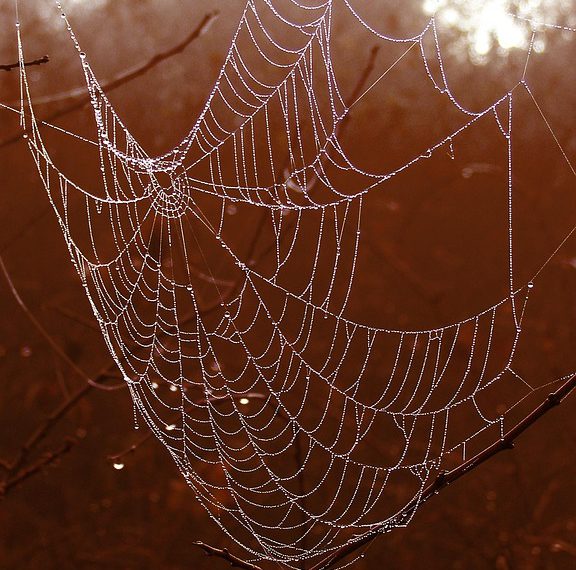 למקסם את האתר שלך עם Bluehost: טיפים וטריקים להצלחה