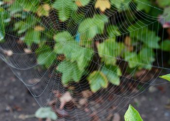 כשהנפח לא נגמר: כיצד לנצל את הפוטנציאל של אירוח אתרים ללא גבולות