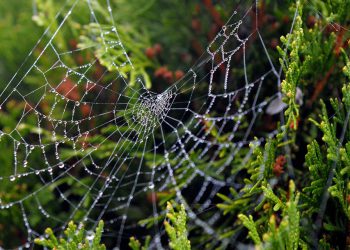 המדריך המלא לבחירת אירוח אתרים: מהם הפרמטרים שחשוב לבדוק?