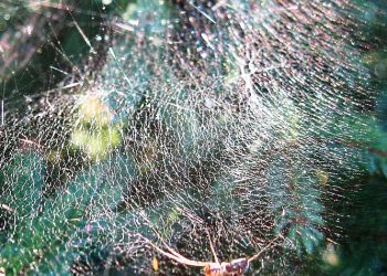 5 התכונות המובילות של GoDaddy שלא ידעת שאתה צריך לאתר שלך