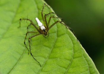 אירוח אתרים שיתופי לעומת אירוח פרטי: ההבדלים המהותיים
