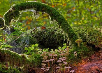 תחילת העבודה עם שרת סילון: מדריך למתחילים לאירוח חלק