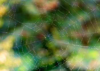 בחינת התכונות החדשניות של Siteground לביצועי אתר משופרים