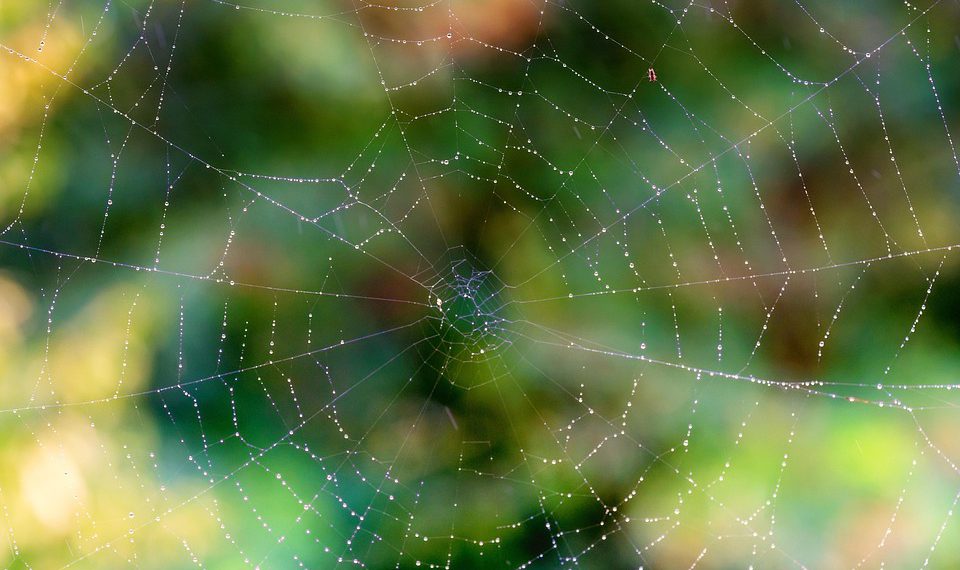 בחינת התכונות החדשניות של Siteground לביצועי אתר משופרים