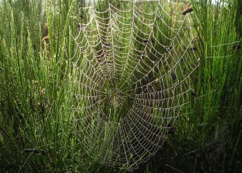 Inmotion Hosting לעומת התחרות: איזה ספק אירוח שולט עליון?