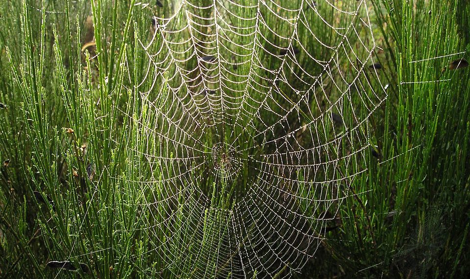 Inmotion Hosting לעומת התחרות: איזה ספק אירוח שולט עליון?