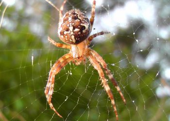 קנה מידה של העסק שלך: כוחו של מנוע WP לגידול באתרי אינטרנט