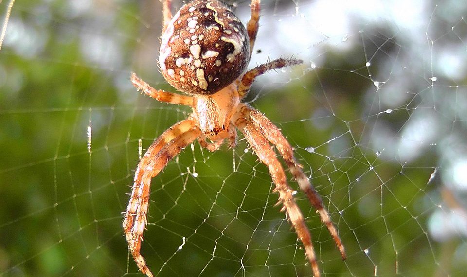 קנה מידה של העסק שלך: כוחו של מנוע WP לגידול באתרי אינטרנט