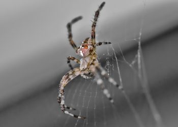 שרת ייעודי או אירוח שיתופי: מה עדיף לאתרי אינטרנט גדולים?