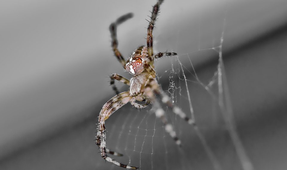 שרת ייעודי או אירוח שיתופי: מה עדיף לאתרי אינטרנט גדולים?