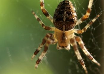 היתרונות של בחירת קינסטה: מהירות, אבטחה ותמיכה