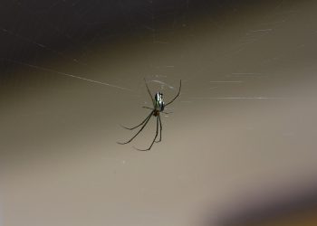 תמיכת הלקוחות של IPAGE: צלילה עמוקה לשירות ושביעות רצון