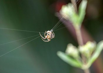 חוות דעת על ספקי אירוח אתרים: מי מציע את השירותים הטובים ביותר בישראל?