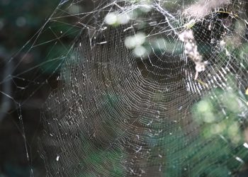 המלצות למפתחי אתרים: הספקים הטובים ביותר לאירוח אתרים