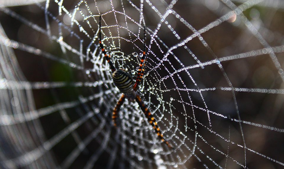 אירוח מלחמות: איזו חברת אירוח אתרים יוצאת למעלה?
