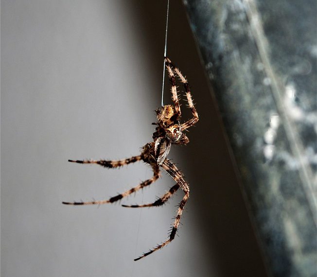 Cloudways לעומת אירוח מסורתי: מה מתאים לעסק המקוון שלך?