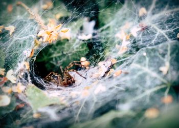 היתרונות של אירוח אתרים: למה כל עסק קטן צריך את זה?