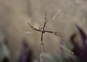 היתרונות והחסרונות של אירוח אתר האינטרנט שלך מחוץ למדינה שלך