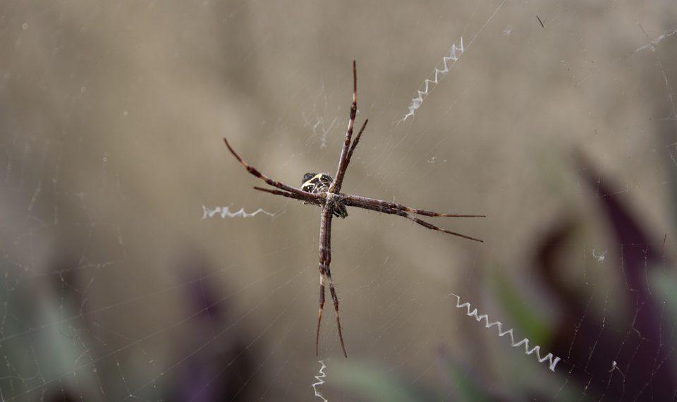 היתרונות והחסרונות של אירוח אתר האינטרנט שלך מחוץ למדינה שלך