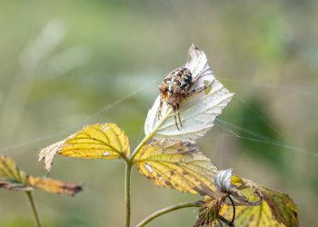 בניית האתר שלך עם מצפון: היתרונות של בחירת Greengeeks
