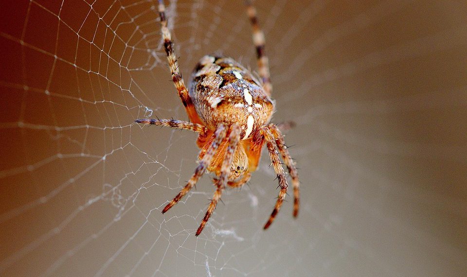 השוואת פלטפורמות אירוח אתרים בענן: מה הכי טוב בשוק?
