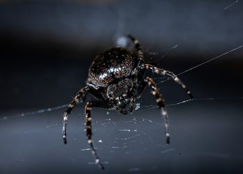 מאירוח משותף ל- VPS: ניווט בפתרונות האירוח של DreamHost