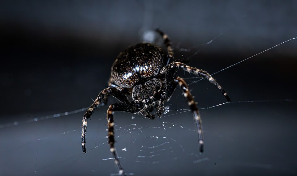 מאירוח משותף ל- VPS: ניווט בפתרונות האירוח של DreamHost