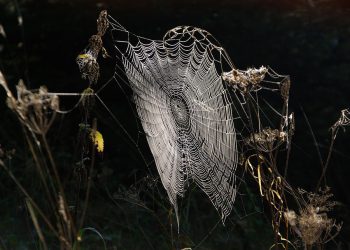 למקסם את החיסכון שלך: טיפים למציאת אירוח אתרים זול הטוב ביותר