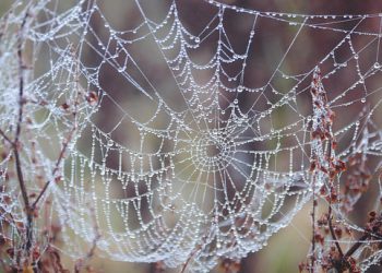 היתרונות של חבילות אירוח אתרים משתלמות לעסקים קטנים