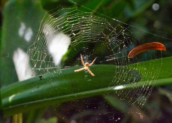 כיצד לייעל את ביצועי האתר שלך באמצעות אירוח A2