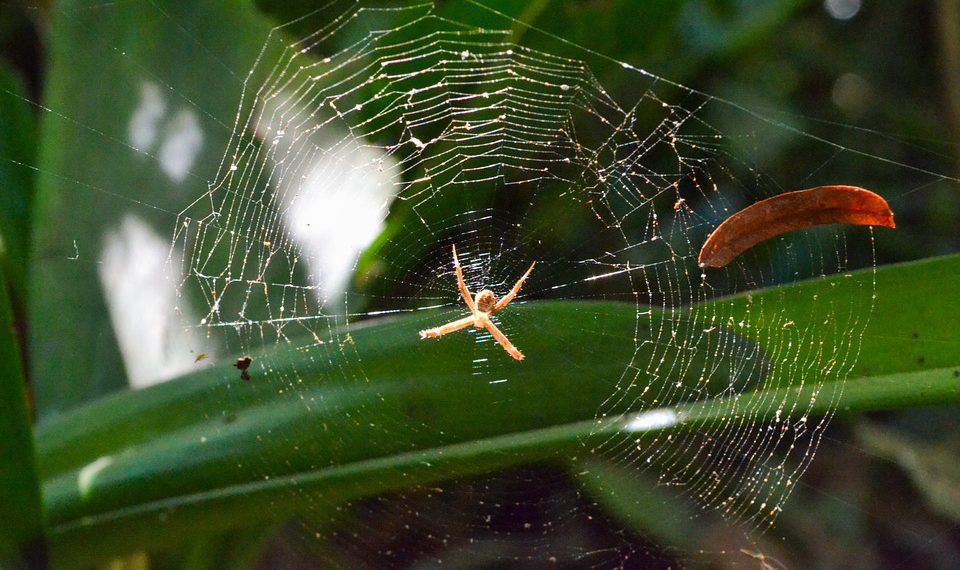 כיצד לייעל את ביצועי האתר שלך באמצעות אירוח A2