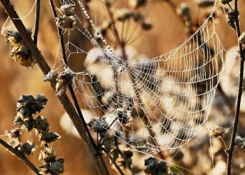 קנה מידה של העסק שלך עם קינסטה: תובנות לגבי תכונות האירוח המתקדמות שלהם