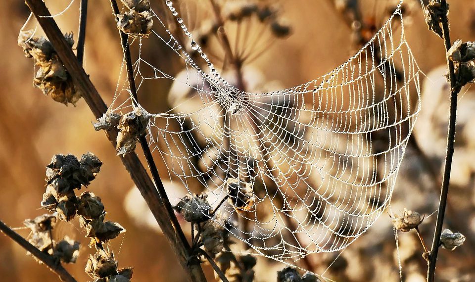 קנה מידה של העסק שלך עם קינסטה: תובנות לגבי תכונות האירוח המתקדמות שלהם