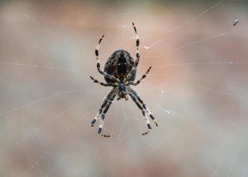 סוגי אירוח אתרים שיתופי: מה מתאים לצרכים שלך?