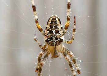 מה חשוב לדעת לפני שמבצעים רכישת אירוח אתרים? המדריך שכל עסק צריך!