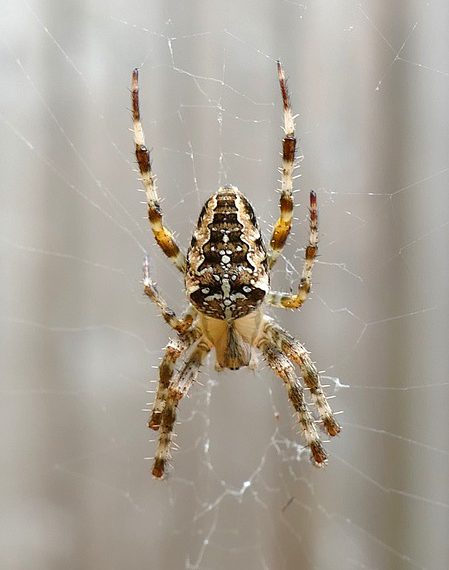 מה חשוב לדעת לפני שמבצעים רכישת אירוח אתרים? המדריך שכל עסק צריך!