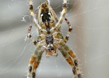 אירוח אתרים מאובטח: כל מה שצריך לדעת על הגנת נתונים