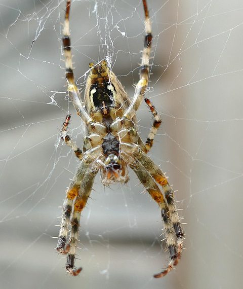 אירוח אתרים מאובטח: כל מה שצריך לדעת על הגנת נתונים