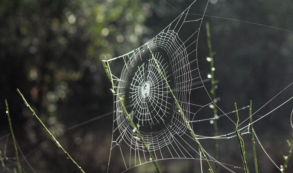 חשיבות התמיכה הטכנית באירוח אתרים בישראל: מה המיוחד בשוק המקומי?