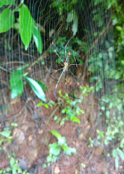 תחילת העבודה עם Hostinger: מדריך למתחילים לאירוח אתרים