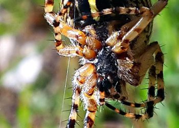 שדרגו את האתר שלכם: אירוח אתרים עם תמיכה טכנית 24/7 להצלחה ללא הפסקה
